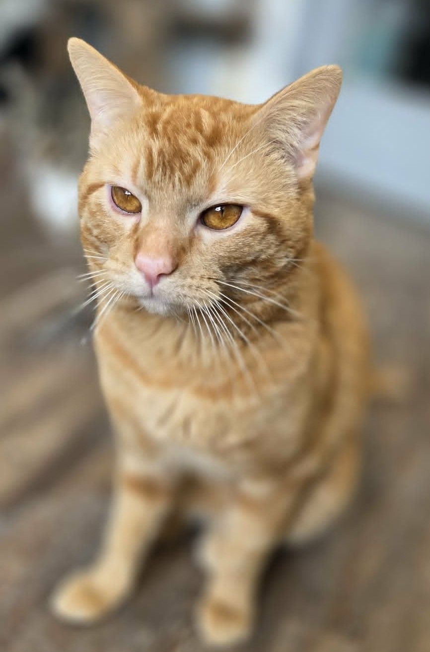 An orange short hair tabby cat