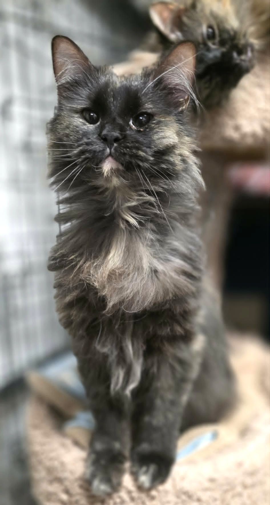 A black and brown tortoise shell cat sitting on a cream color cat tree.