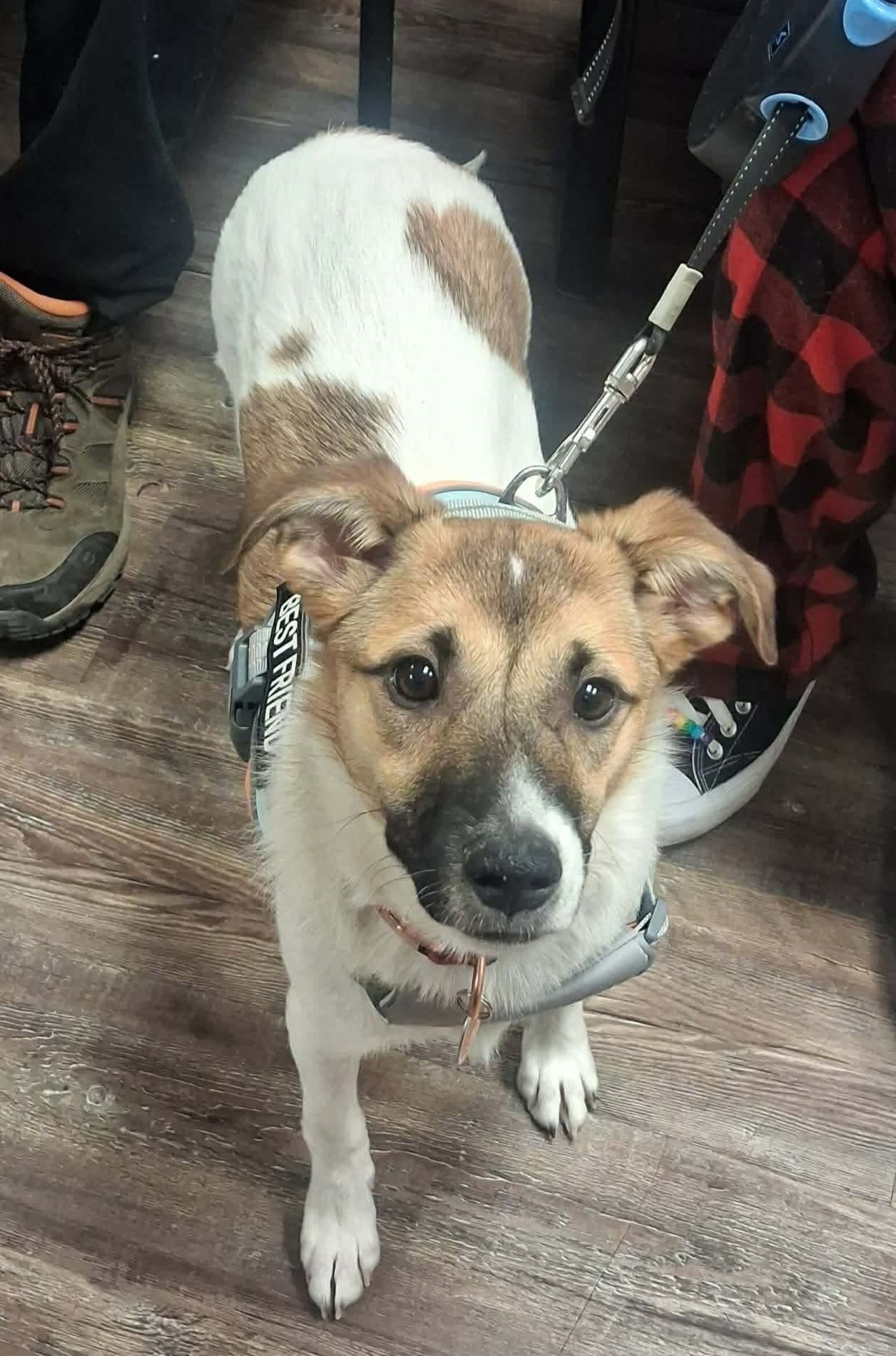 A brown and white dog. 