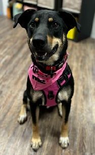 Kiwi is a  black and brown dog wearing a pink harness and bandana is sitting on a wooden floor.