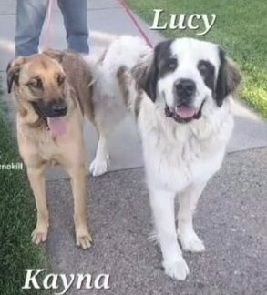 A light brown Shepard mix adult dog stand next to a white and brown spot Saint Bernard on the side walk. 