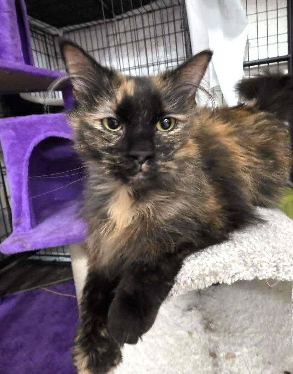 A black and brown tortoise shell cat laying on a cream color cat tree.