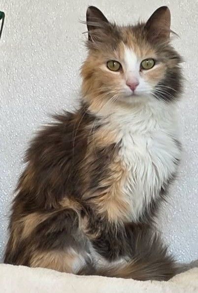A calico cat sitting up right looking at the camera.