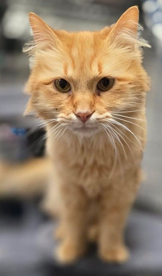 Ms. Kitty is an long hair orange tabby looking at the camera