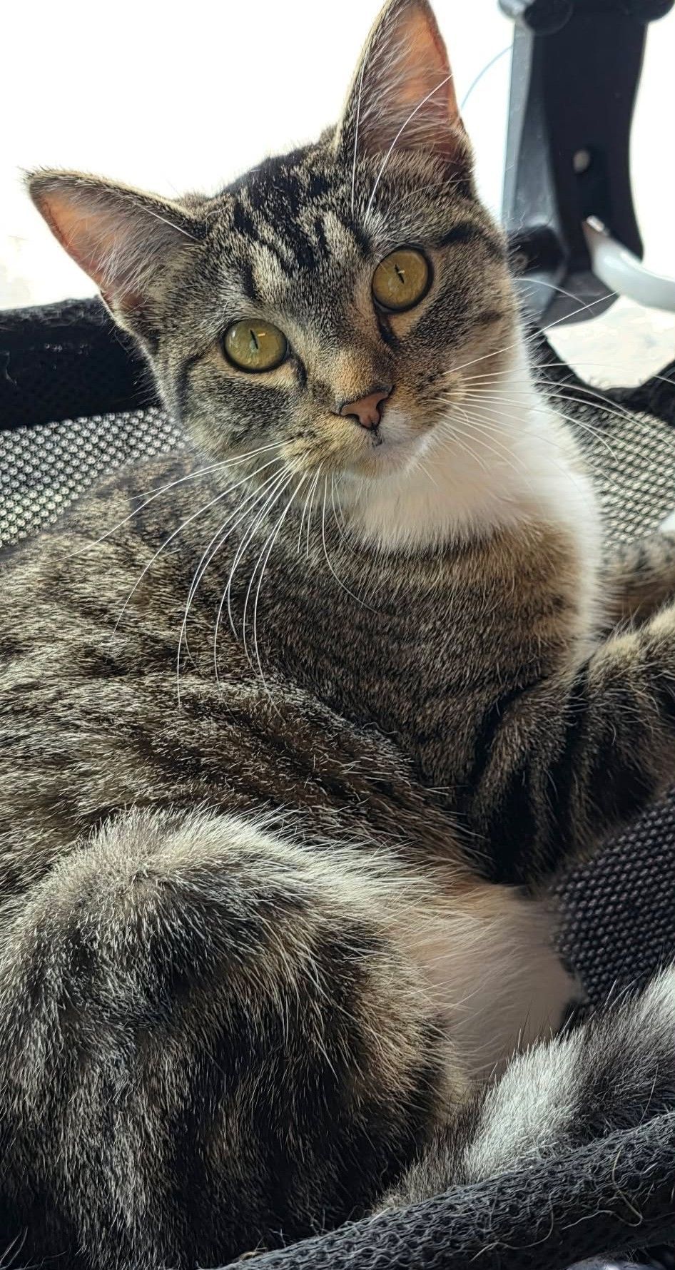 Nala is a brown tabby cat laying down looking at the camera with yellow eyes.