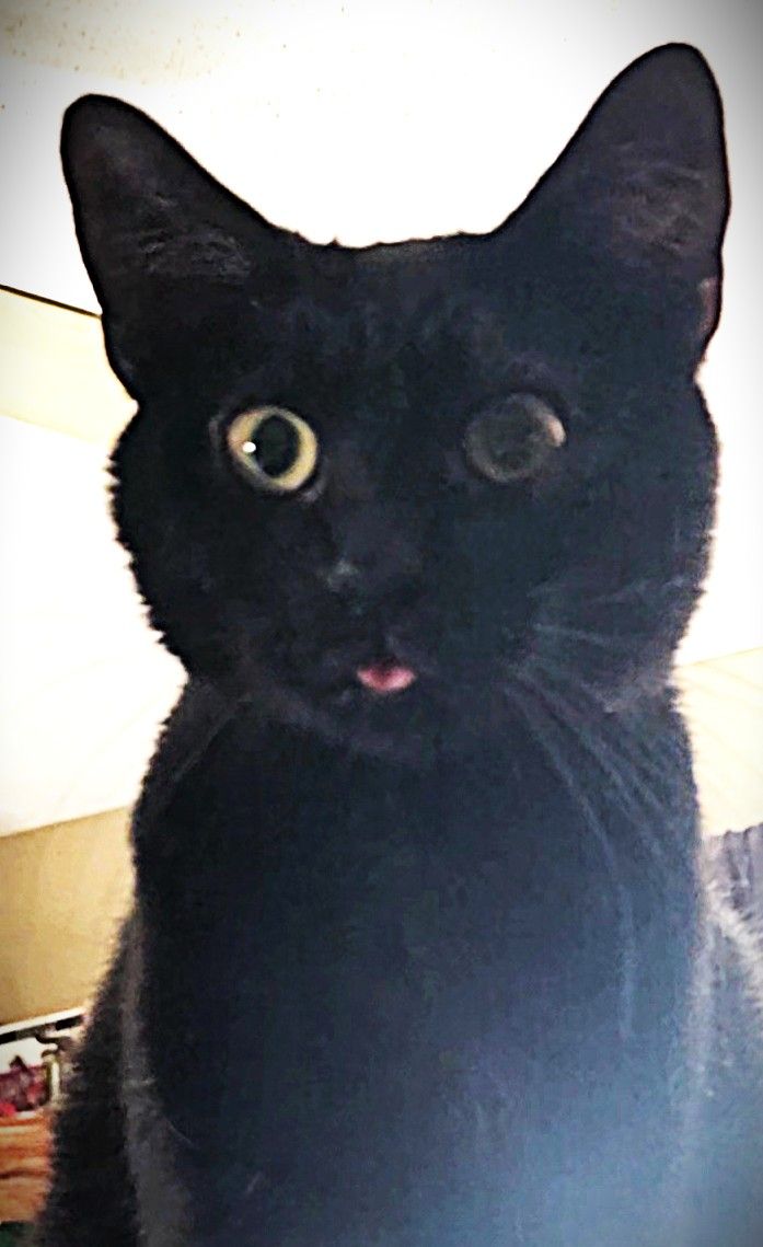 Orian is a black cat sticking out his tongue.