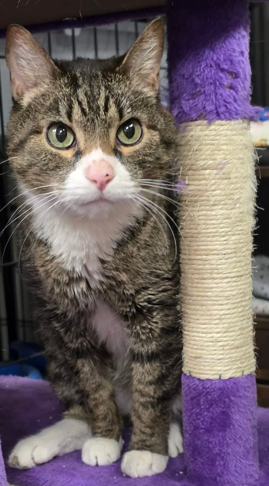 A brown tabby cat with a white face, chest, and paws.