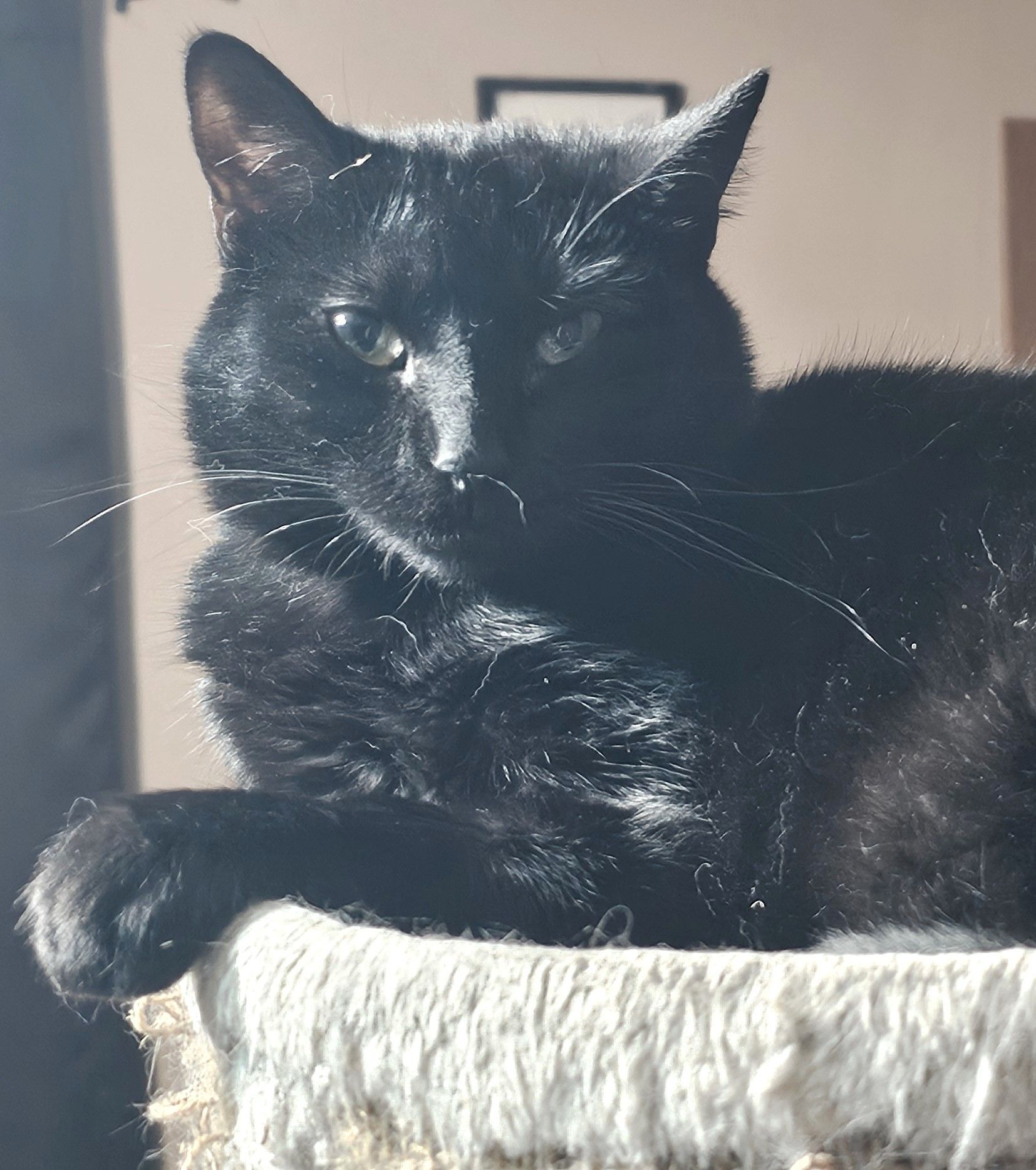 A black cat sitting on top of the cat tree.
