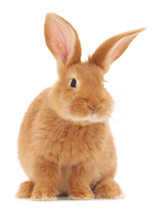 A photo of a creme color bunny looking off to the right.