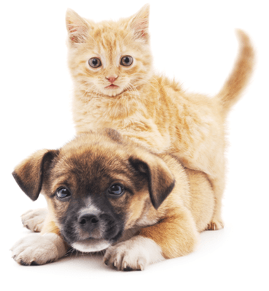 A photo of a orange kitten atop of a brown puppy.