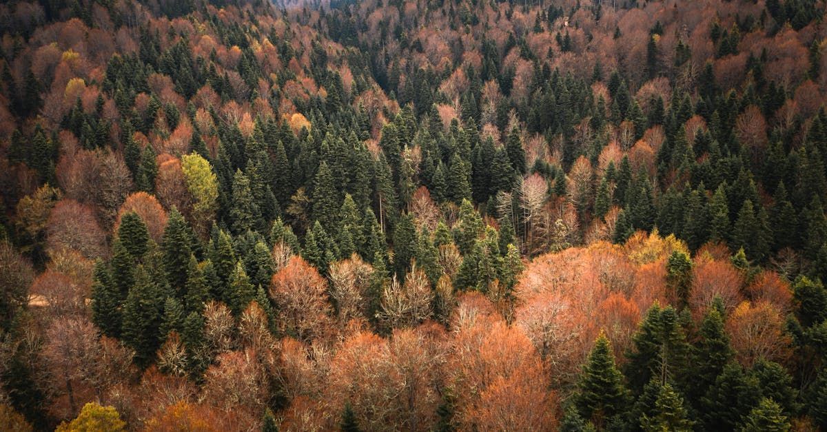Forest canopy, autumn foliage in shades of green, orange, and brown.