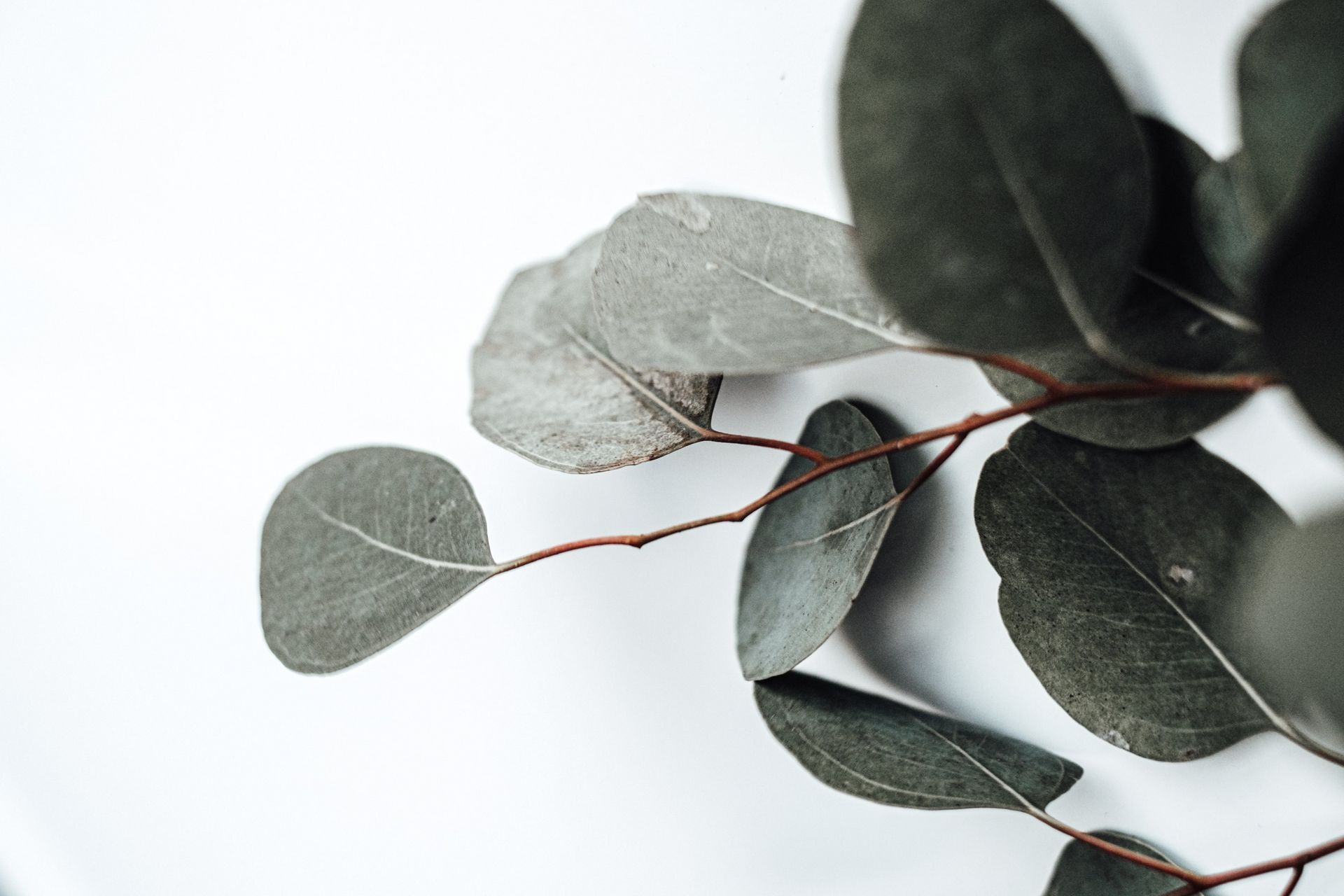 Eucalyptus branch with round, dusty green leaves against a white background.