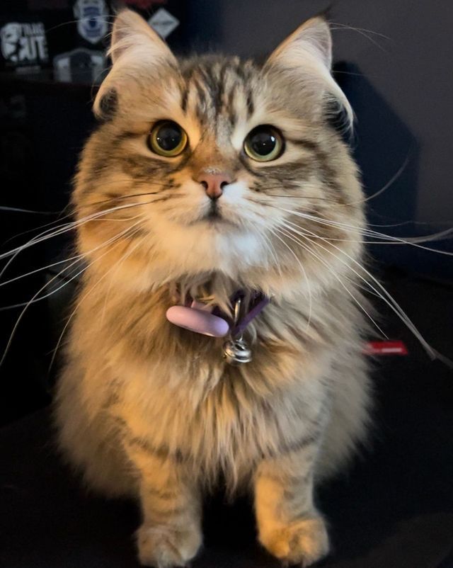 Fluffy tabby cat with a pink collar, looking directly at the viewer.