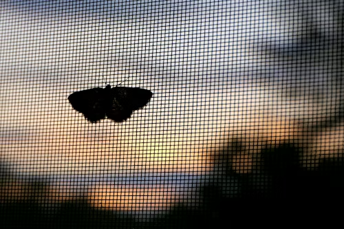 A silhouette of a moth resting on a mesh window screen against a sunset sky.