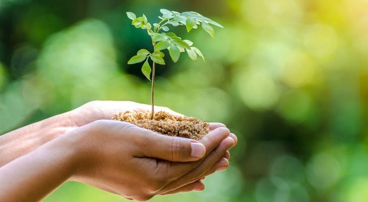 A person is holding a small plant in their hands.