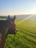Pferd mit Zaumzeug blickt über ein sonnenbeschienenes grünes Feld und sanfte Hügel.