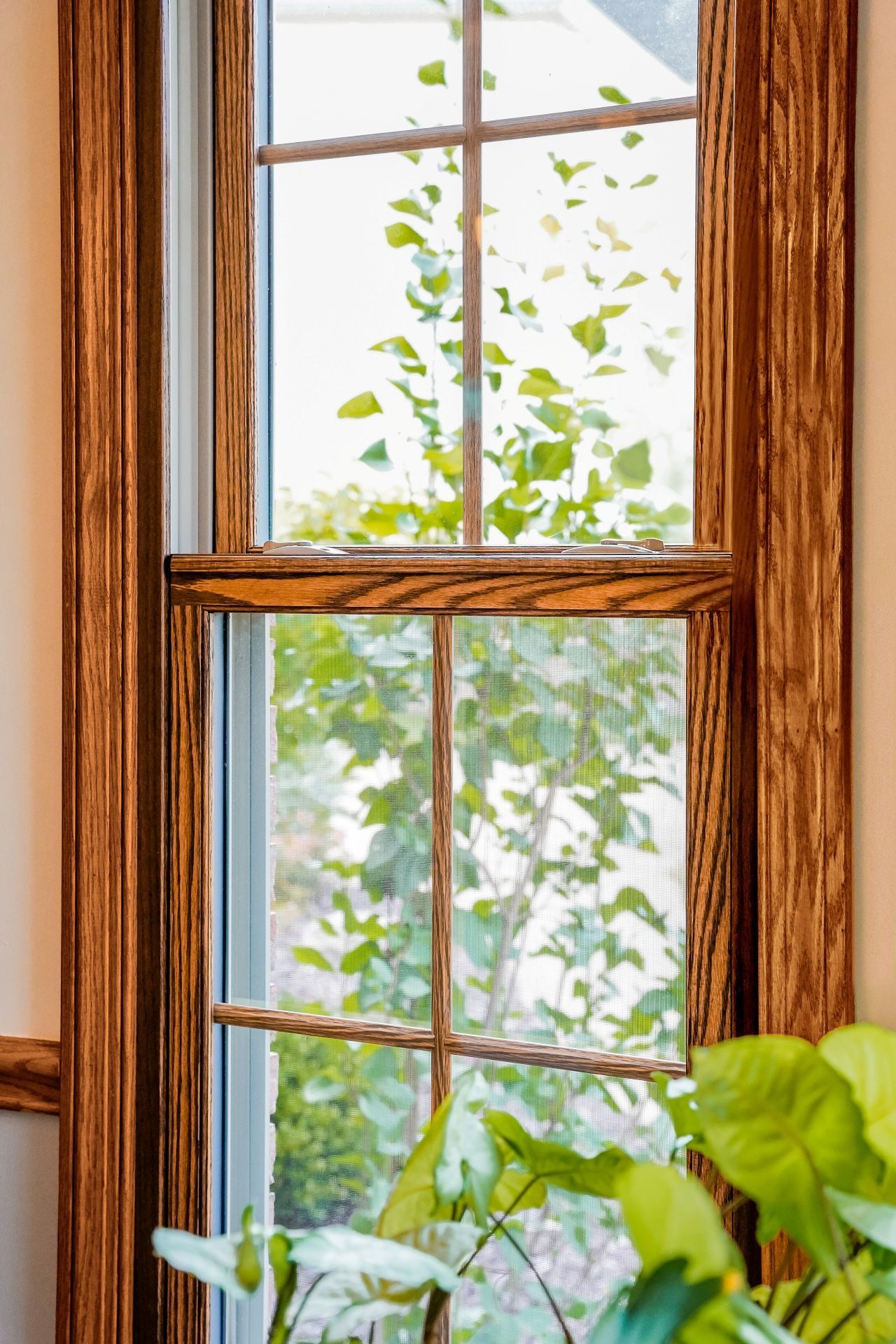 Wooden framed window with green foliage visible outside. A houseplant sits in the foreground.