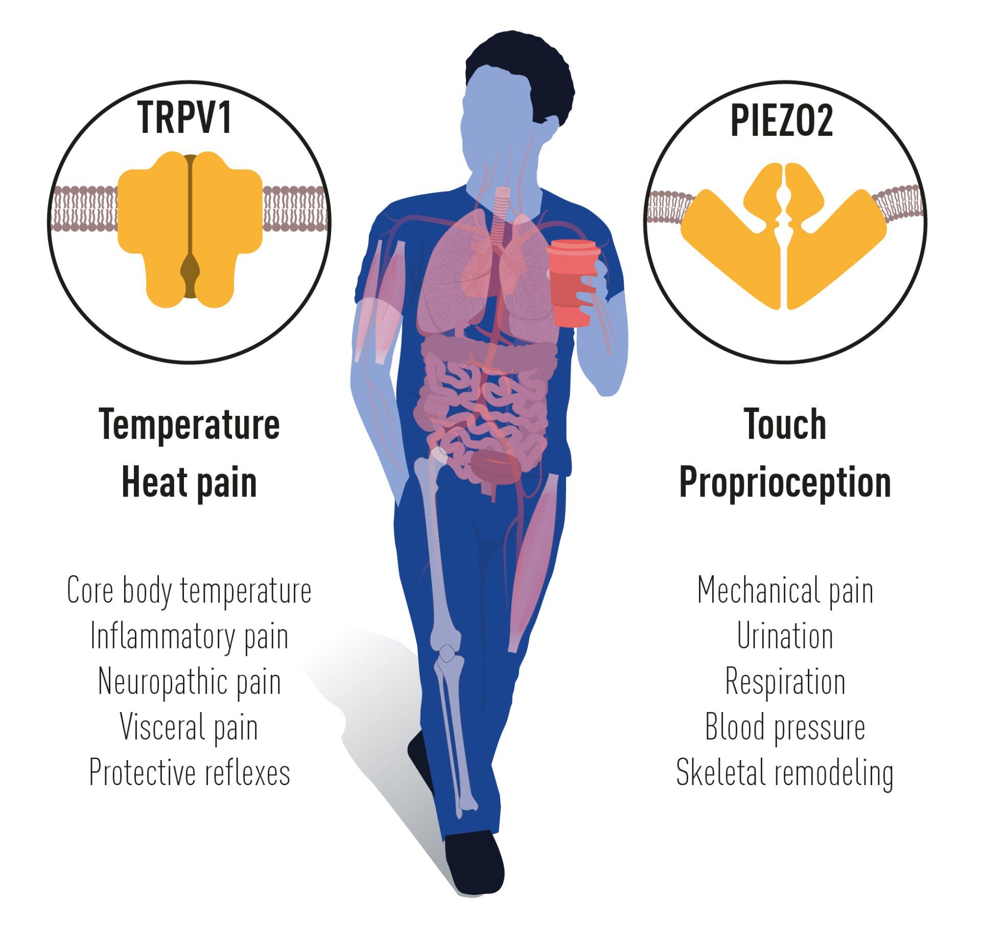 Figure 5. TRPV1 and PIEZO2 channels... from www.nobelprize.org