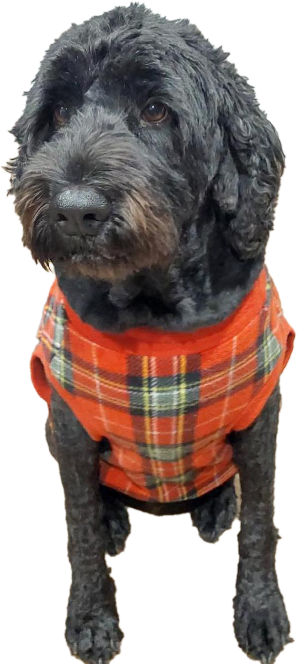 Dog With Dress — Blackwood, S.A — Scottie Clipz Dog Grooming Dog With Dress — Blackwood, S.A — Scottie Clipz Dog Grooming