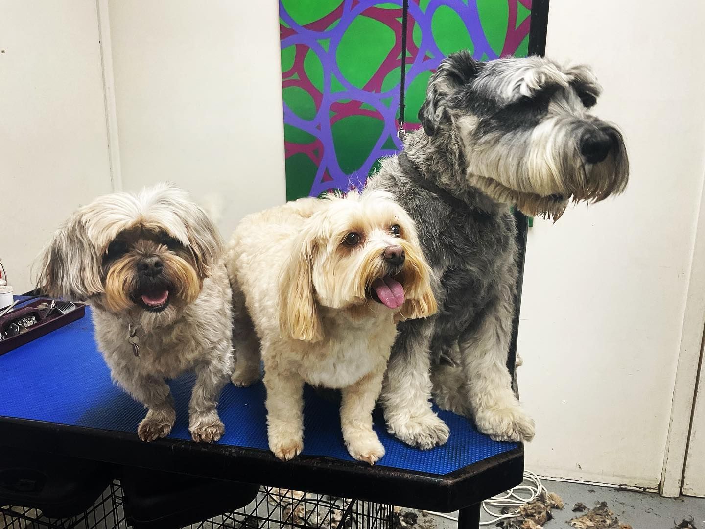 Cute Little Dogs — Blackwood, S.A — Scottie Clipz Dog Grooming
