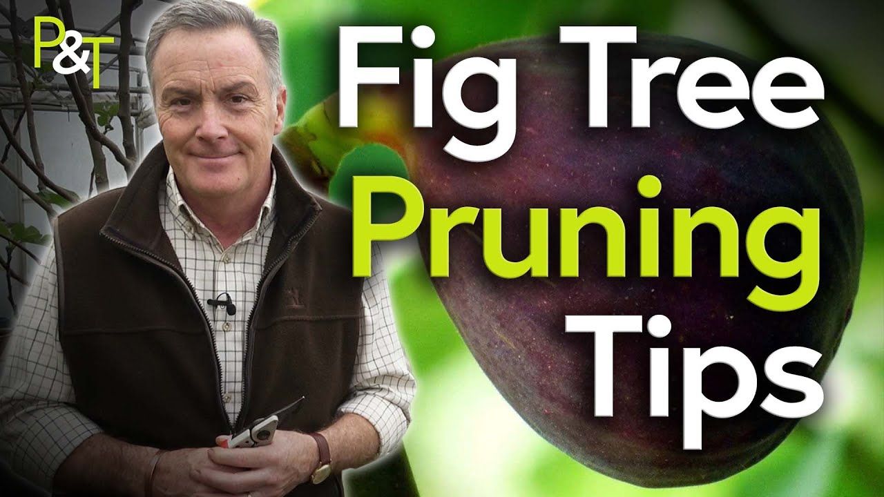 Martin Fish stands by a fig tree with the text 