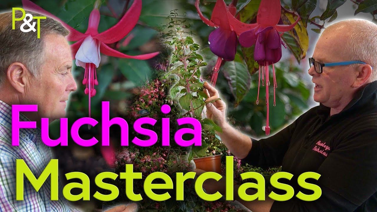 Martin Fish and Colin Jones with the text 'Fuchsia Masterclass' - Colin holds a fuchsia plant and behind them are superimposed large closeups of pink fuchsia flowers
