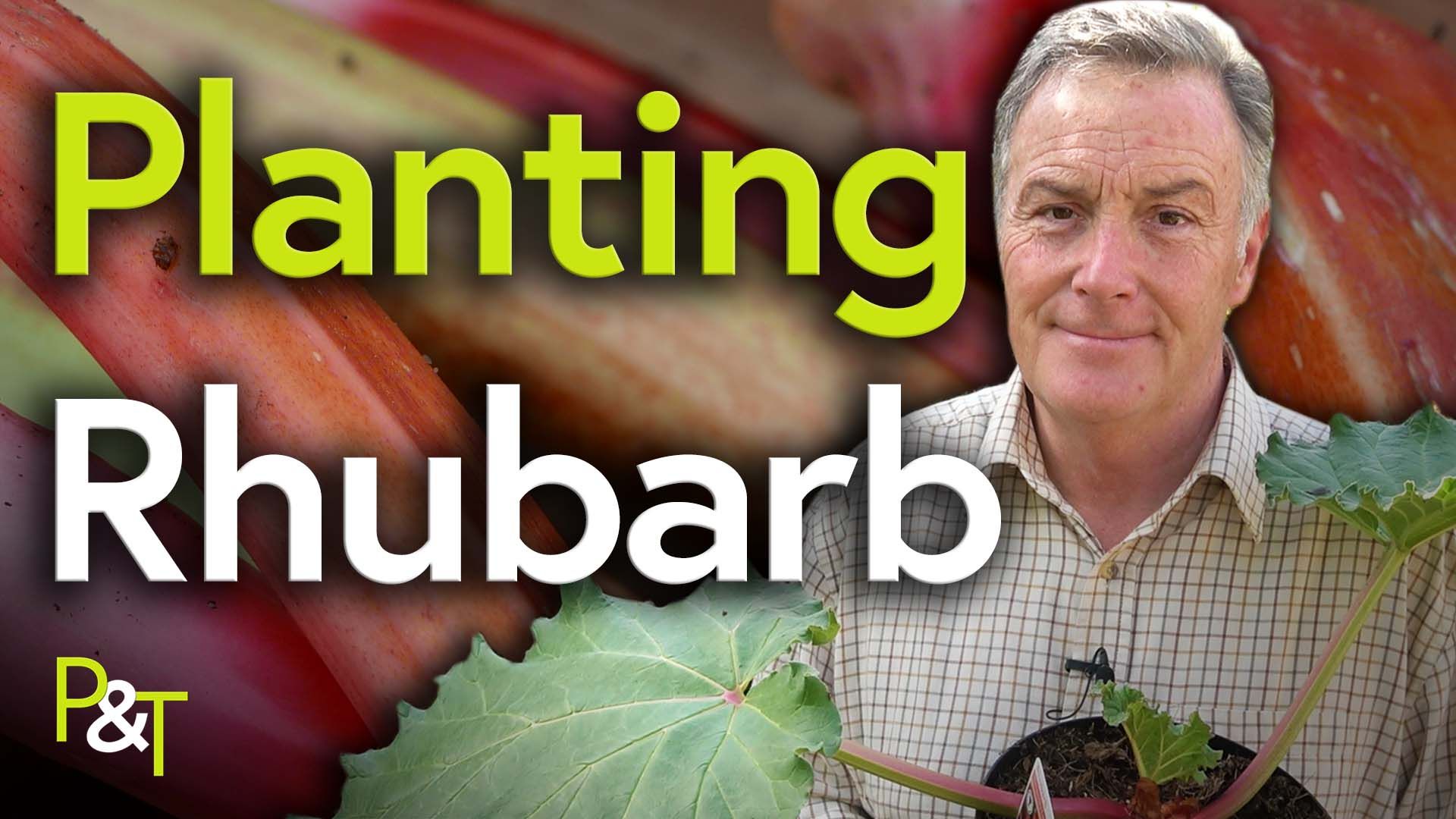 YouTube video all about how to plant out rhubarb - image shows Martin holding a rhubarb plant with the text 
