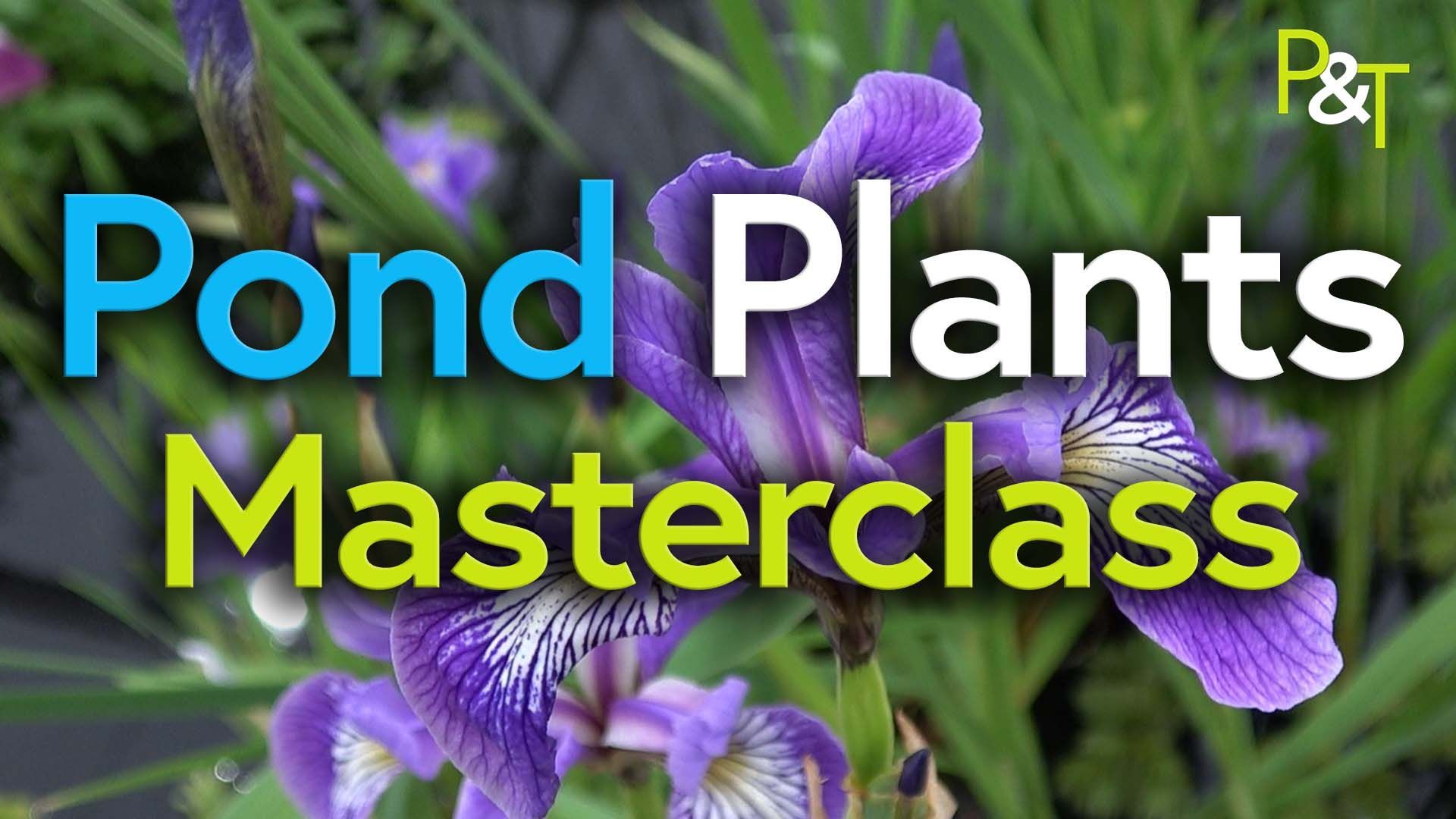 YouTube Thumbnail with the text 'Pond Plants Masterclass' a purple & white flower on a green background is behind