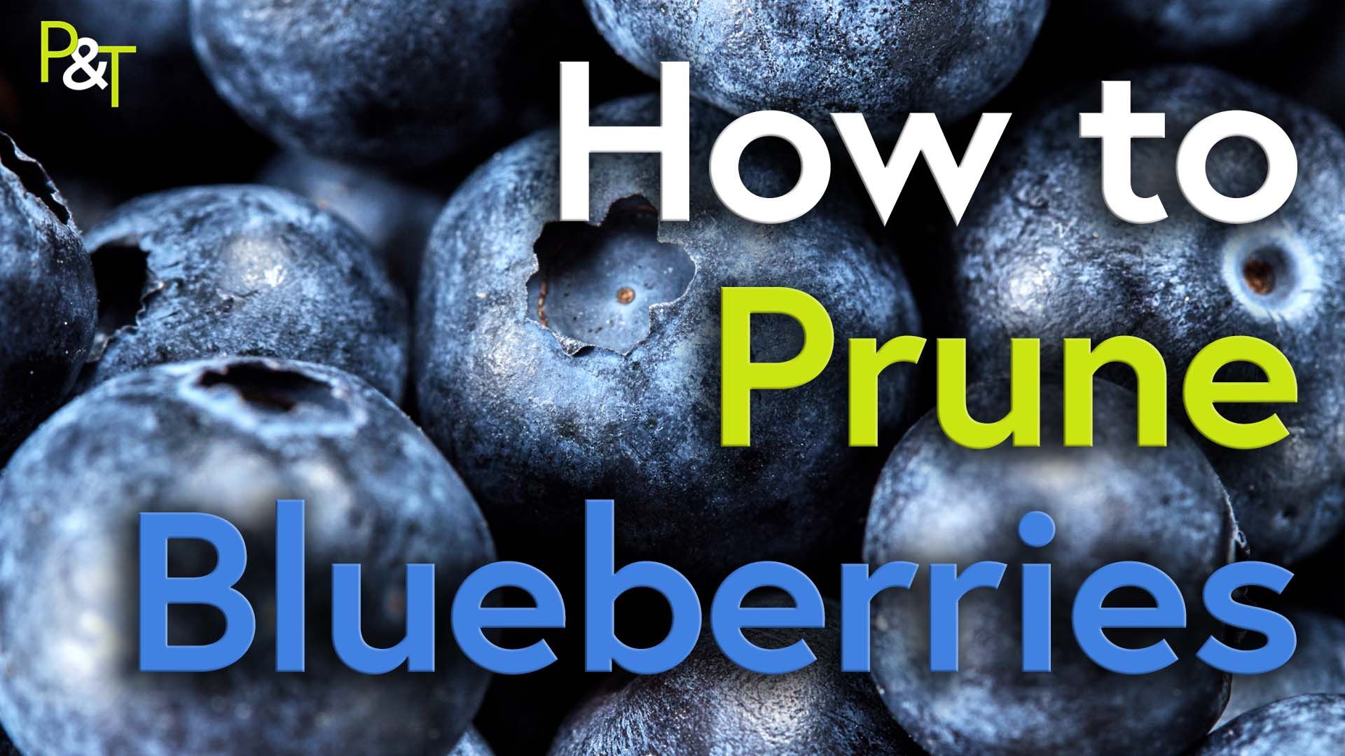 closeup of some blueberrys and the text How to Prune Blueberries in white green and blue