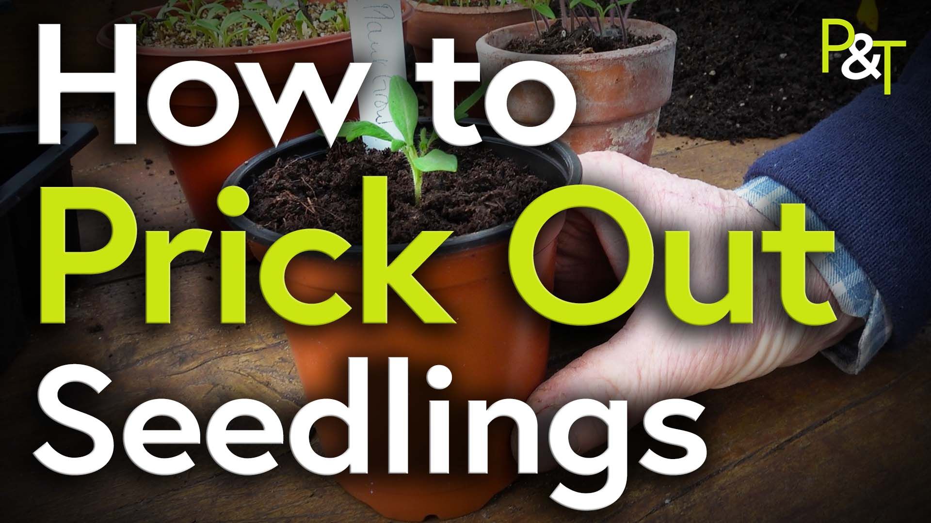 Seedling in a pot on a bench with a label in it and a hand holding it with the text How to Prick Out Seedlings in green and white
