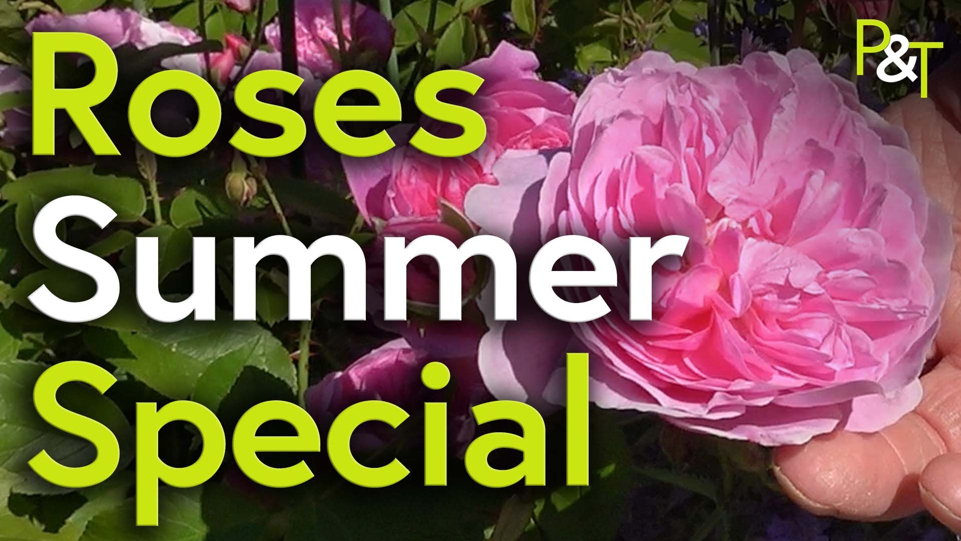 pink rose flower closeup and the text Roses Summer Special in green and white