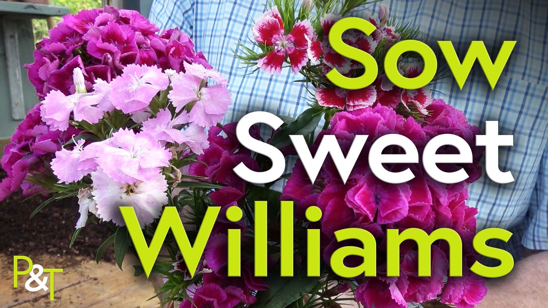 Close up of pink sweet william flowers in Martin's hands with the text Sow Sweet William in green and white