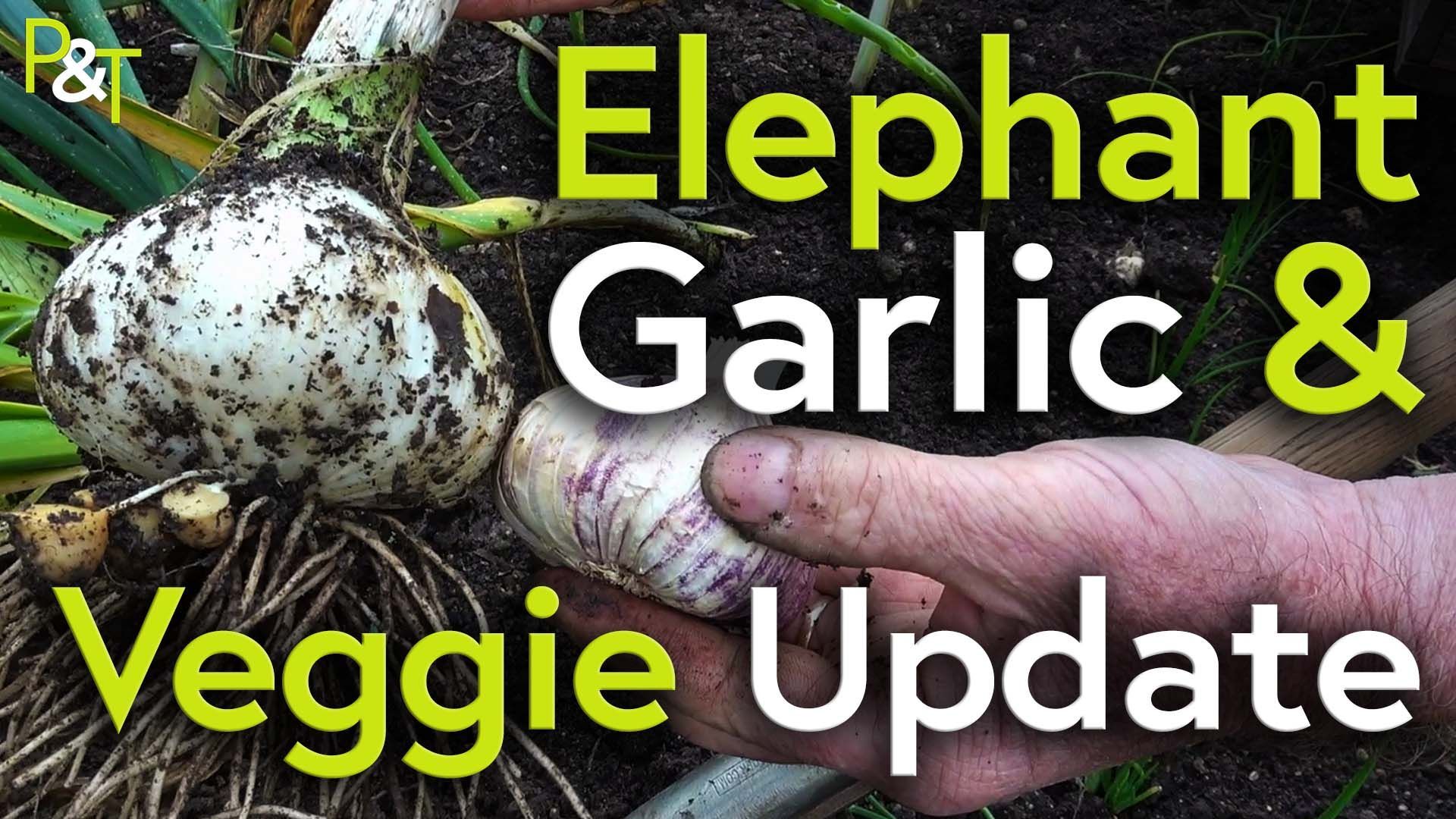 Closeup of two garlic bulbs one giant elephant garlic and the other a normal garlic bulb. The text Elephant Garlic and Veggie Update in green and white.