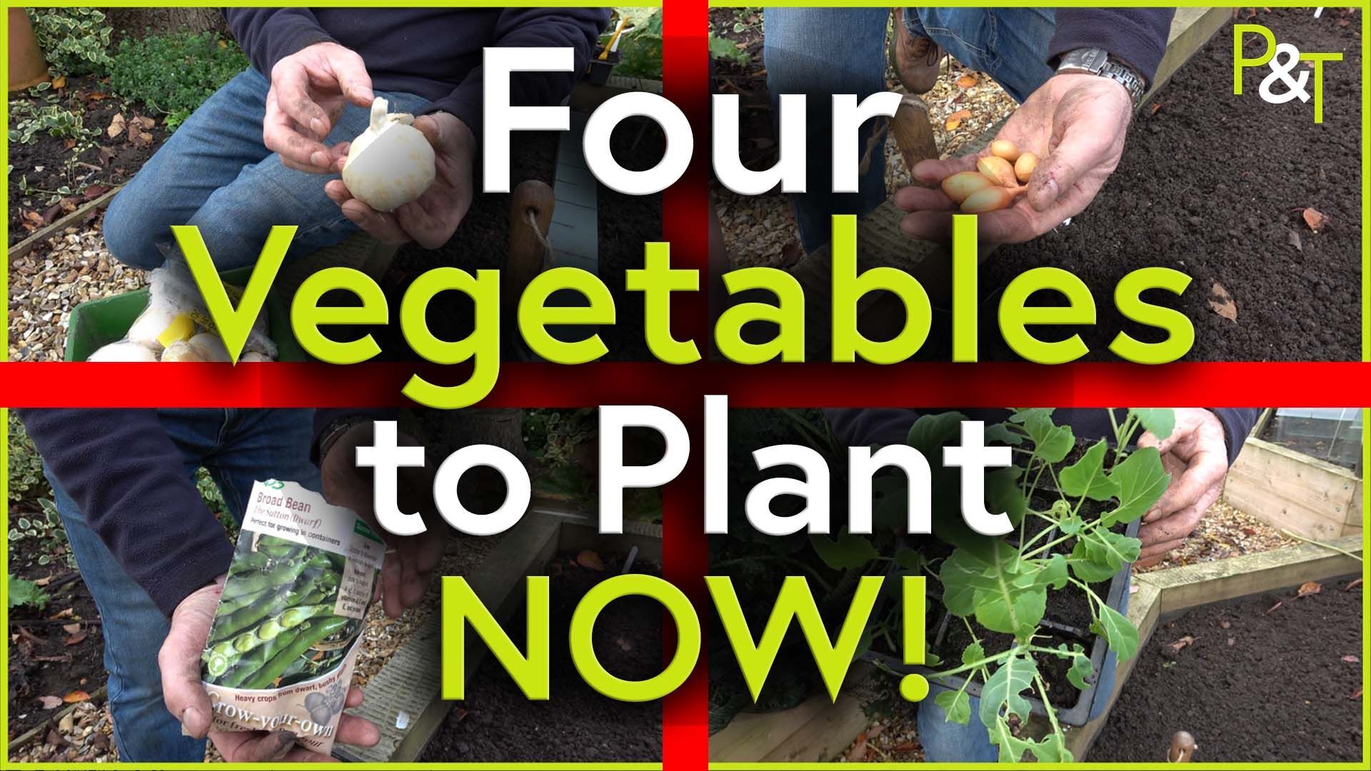 A quartered screen with red lines separating the four quarters. Each quarter contains a closeup picture - the four are of garlic cloves, onions, beans in a seed packet and cabbage plants with the text Four Vegetables to Plant Now in green and white.  