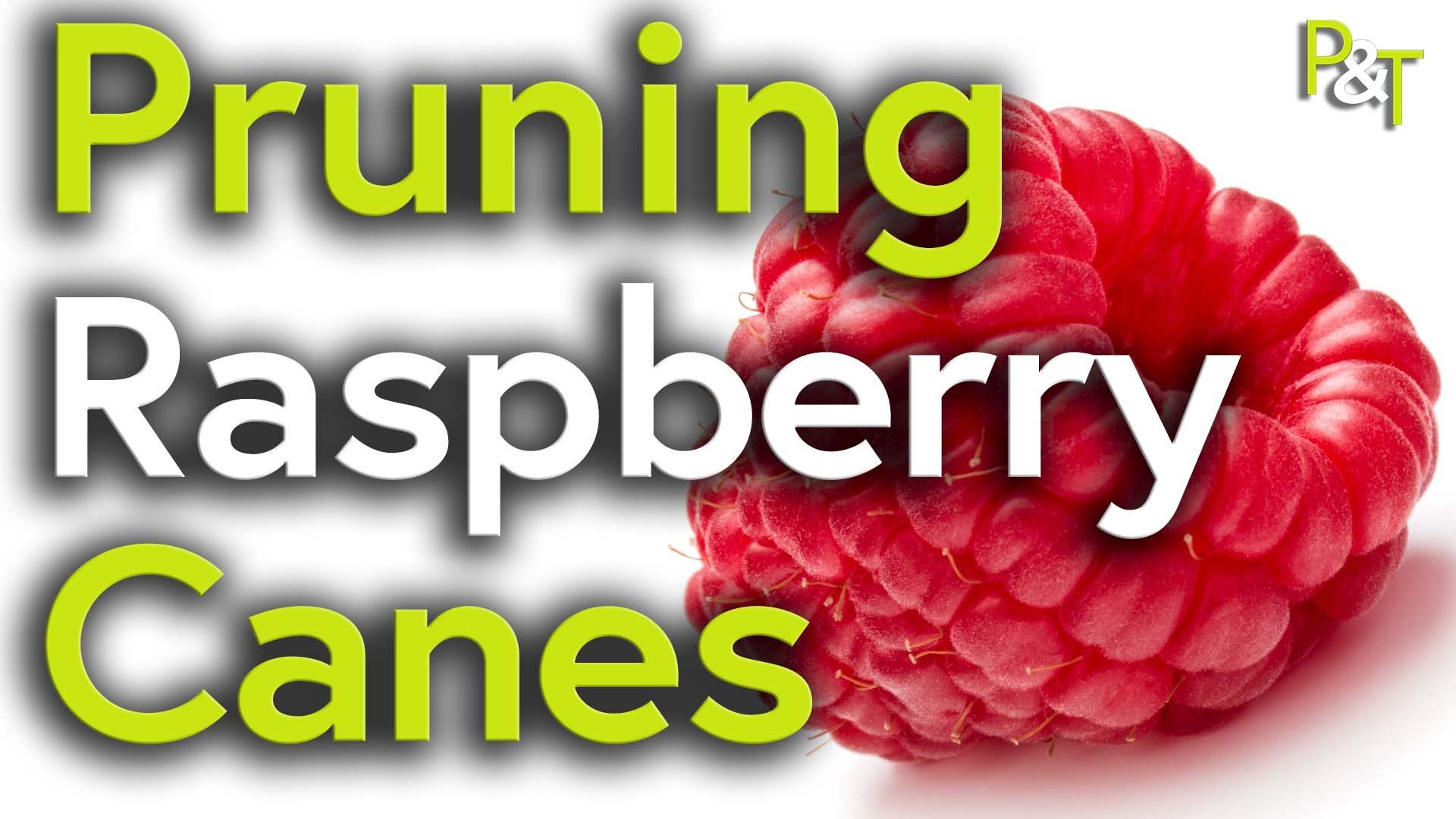 White backdrop, close up of juicy red raspberry to the right. On the left the text Pruning Raspberry Canes in green and white.