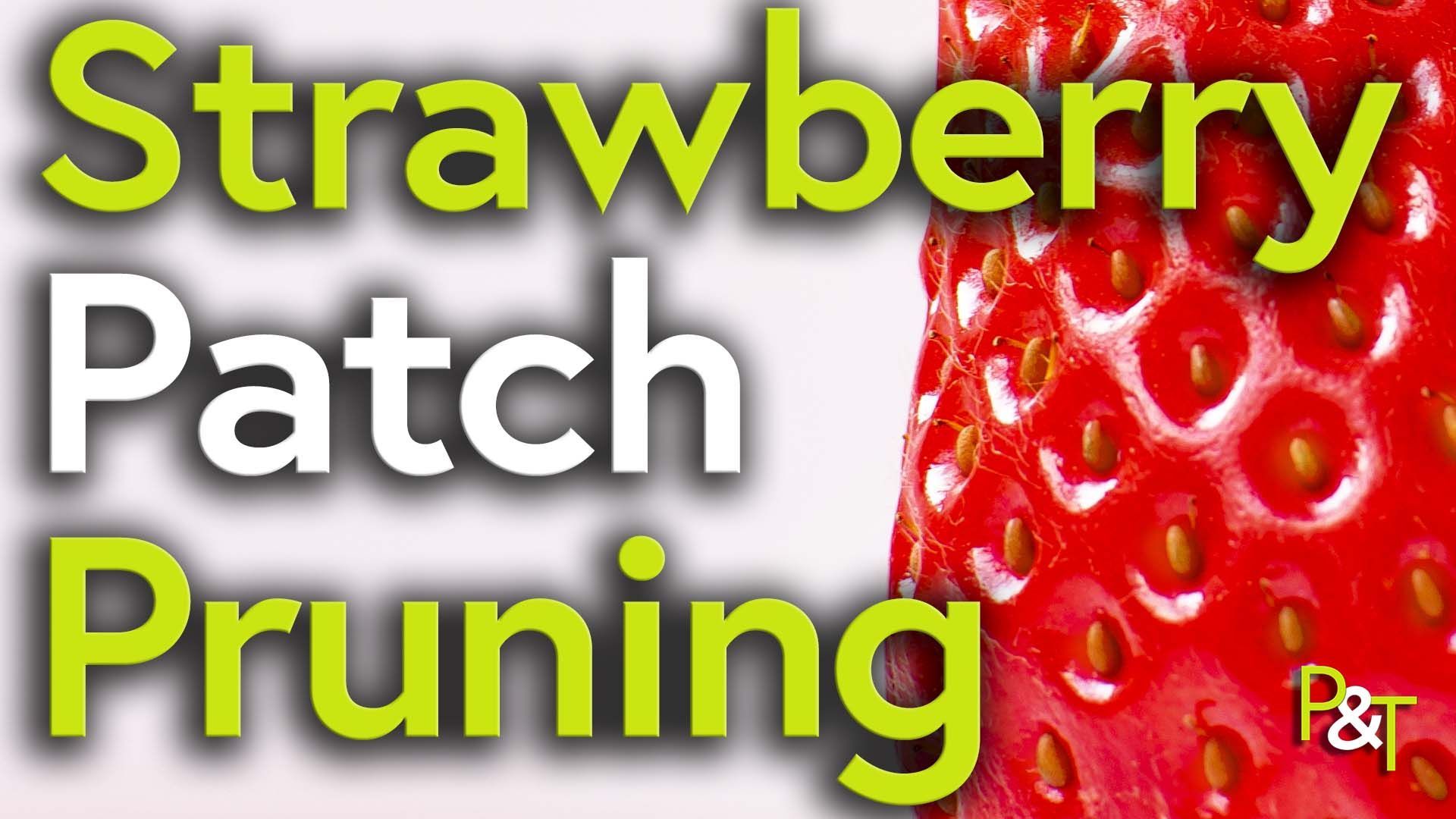 white background with an extreme closeup of the side of a vivid red strawberry fruit to the right. the text Strawberry Patch Pruning in green and white with slight drop shadow