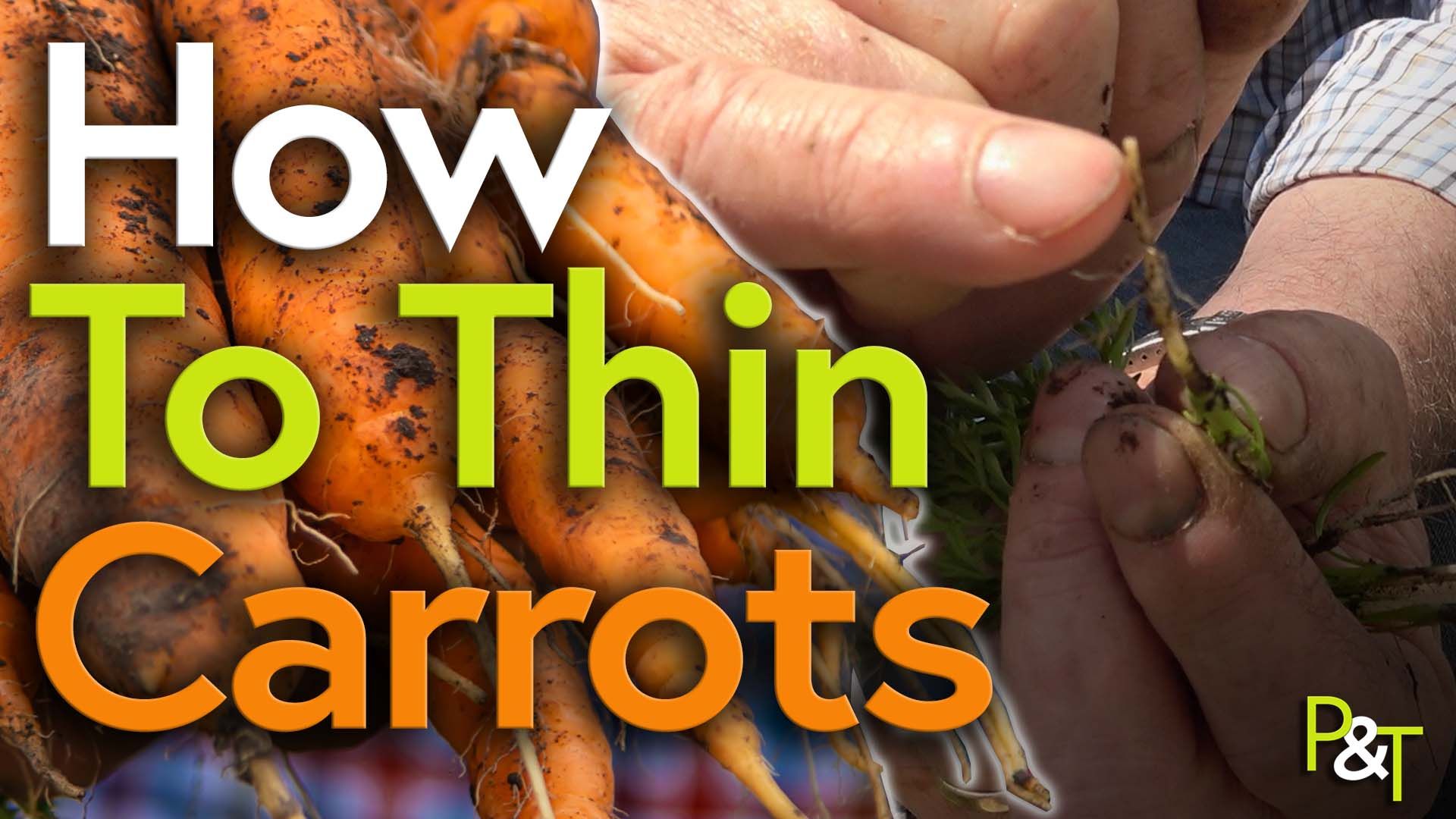 Closeup of carrots covered in earth, having just been pulled from the ground to the left. On the right is a close-up of Martin's hands holding a carrot seedling and indicating the broken root from where it was pulled to thin the crop. The text How to Thin Carrots in green white and orange
