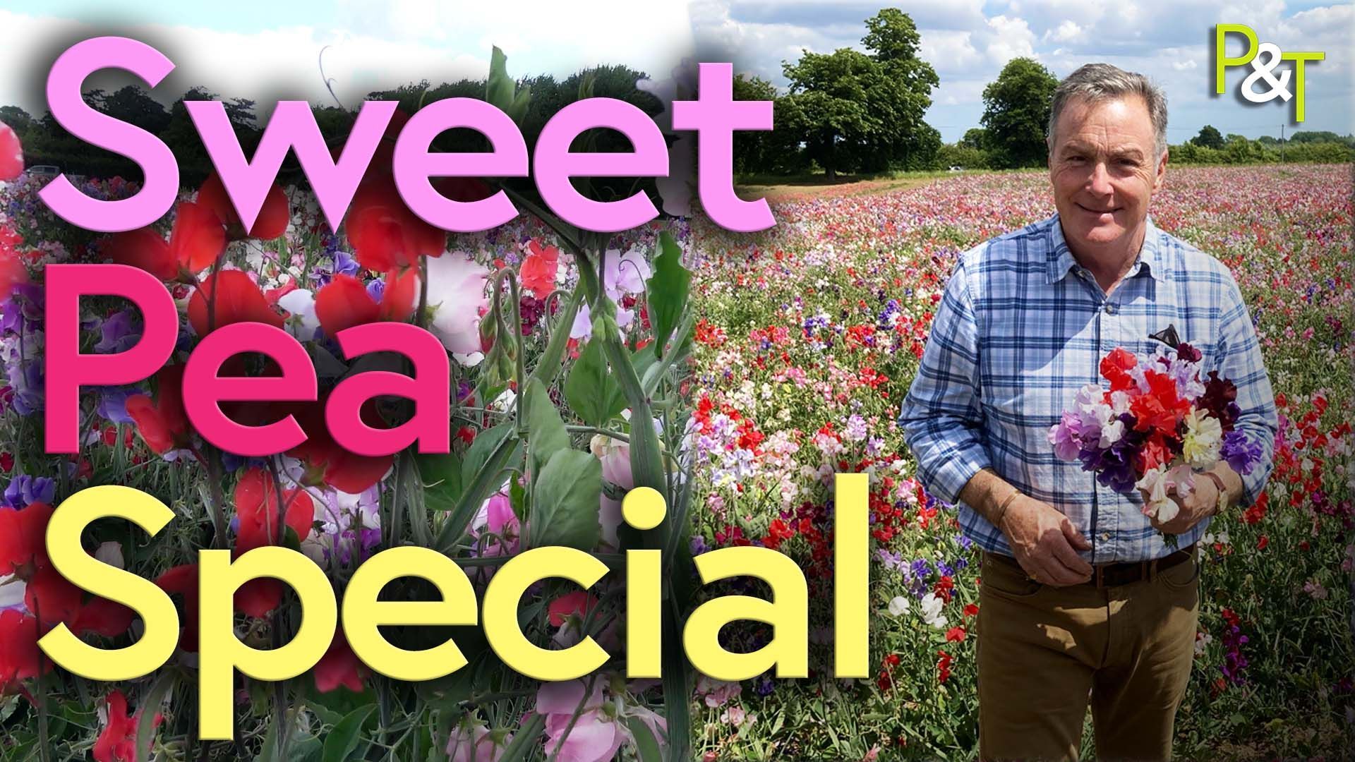 Martin Fish on the left of the shot from knees up in a large field of colourful sweet pea flowers - pinks, purples, whites and reds - he's wearing a check shirt and holding some sweet peas in his hands. The text Sweet Pea Special in Pink, Mauve and Yellow. 
