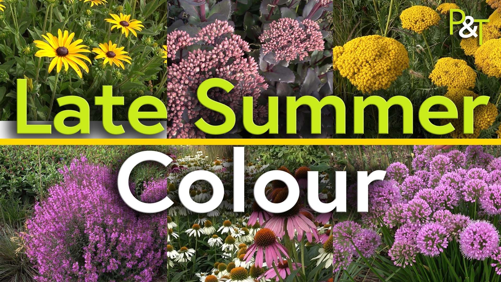 Six flowering plants split into three boxes at the top and three boxes at the bottom split by a horizontal yellow line. The plants are from top left - yellow flowers, purple flowers, yellow flowers. The bottom row are Purple, white and purple and purple. The text Late Summer Colour in green and white over the top of it all.