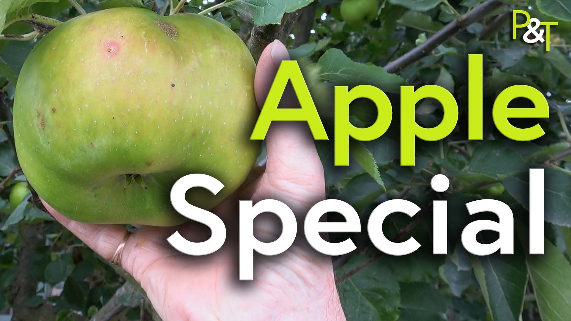 Large green Bramley cooking apple hanging from the tree fills most of the left of frame. A hand is reaching up to grasp it, the fingers behind the bulk of the apple The words Apple Special in large green and white text on the right of frame.