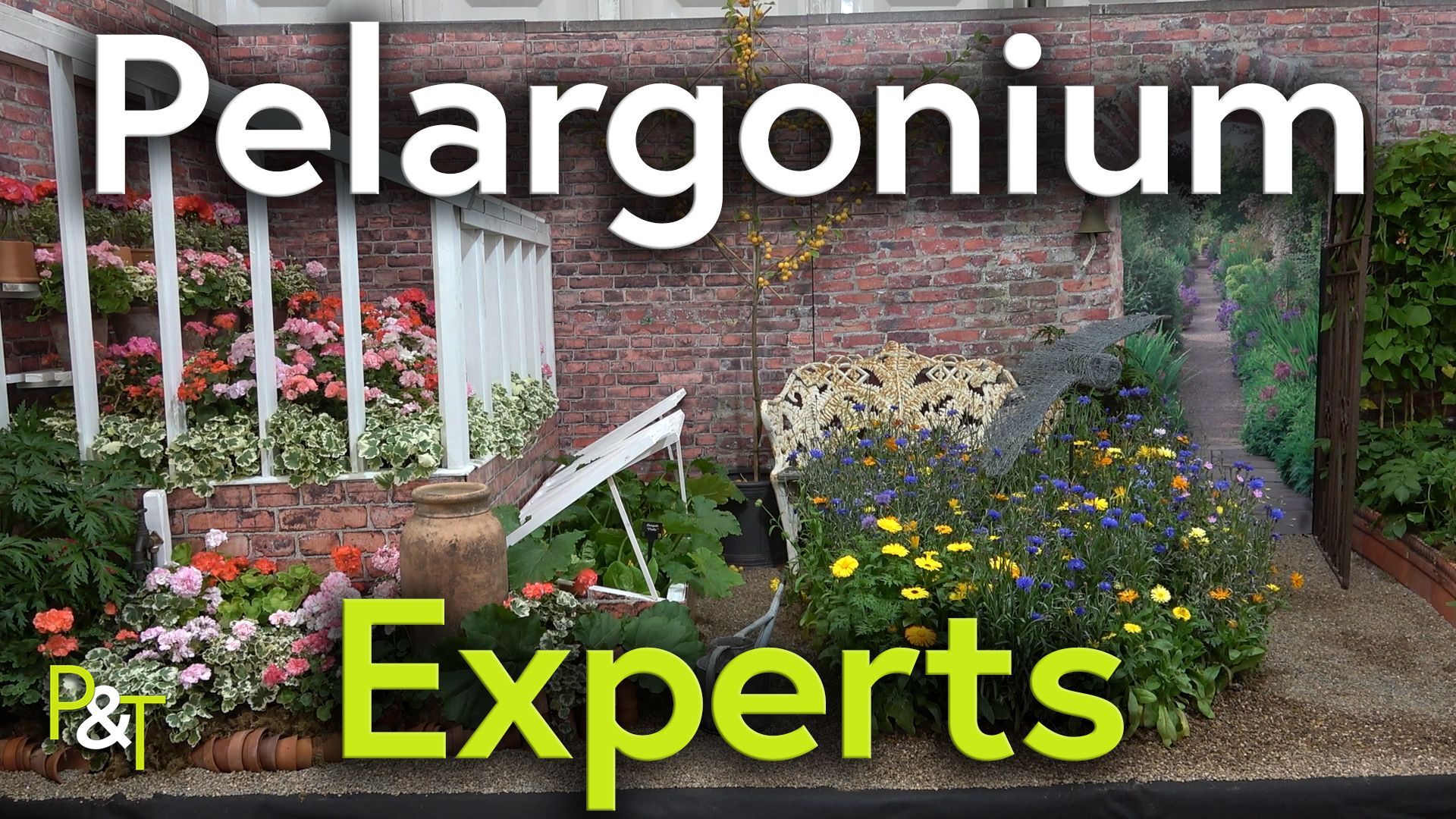 The text Pelargonium Experts in White and Green at the top and bottom of the image. Central is what appears to be a Victorian kitchen garden complete with white painted cast iron bench, clumps of flowers and a lean to greenhouse all surrounded by what appear to be brick walls. in the middle is a gate leading out of the garden.