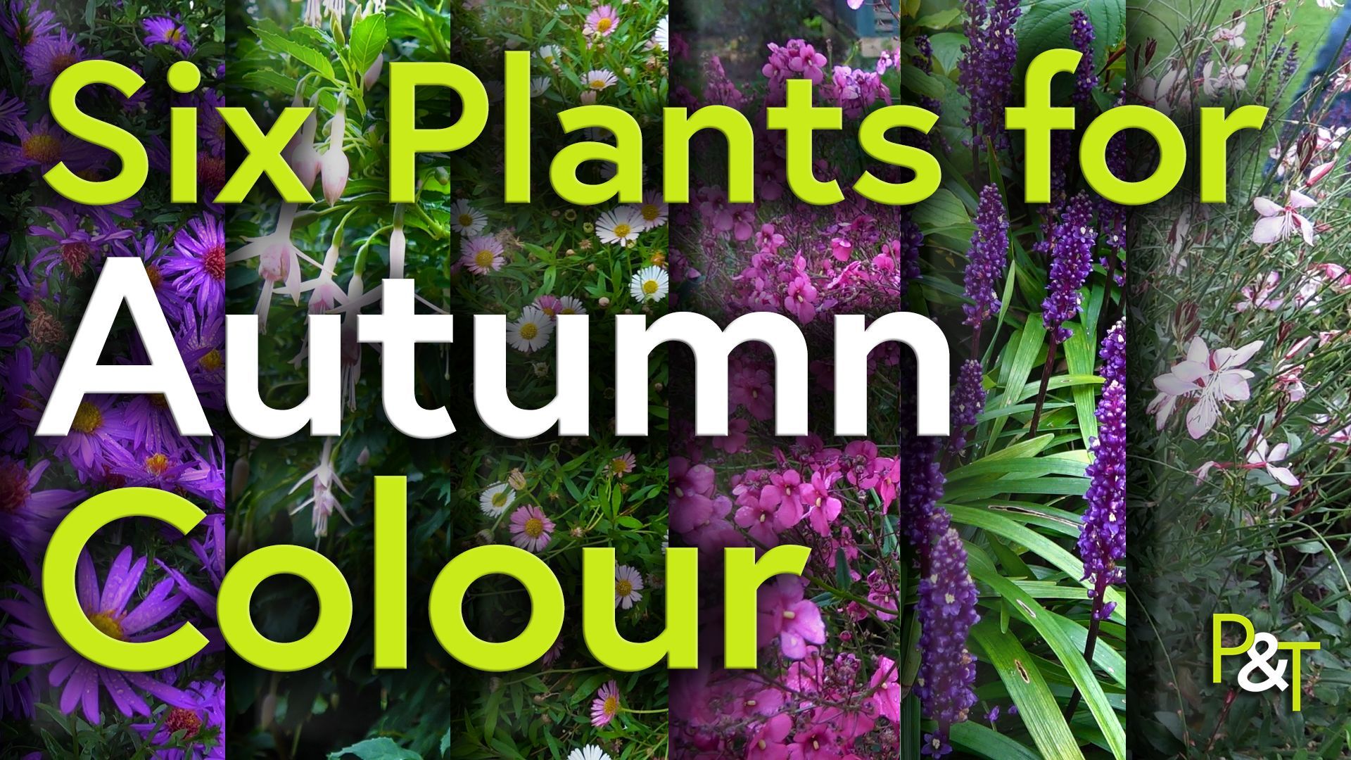 the image is sliced into 6 vertical slices with images of the six flowers alternating - there's the text six plants for autumn colour and the plants are
Diascia 'Hopleys'
Symphyotrichum laeve 'Arcturus' (formerly Aster)
Fuchsia 'Mrs W. P. Wood'
Oenothera lindheimeri Rosyjane (Formally Gaura)
Liriope muscari
Erigeron karvinskianus (aka fleabane)
