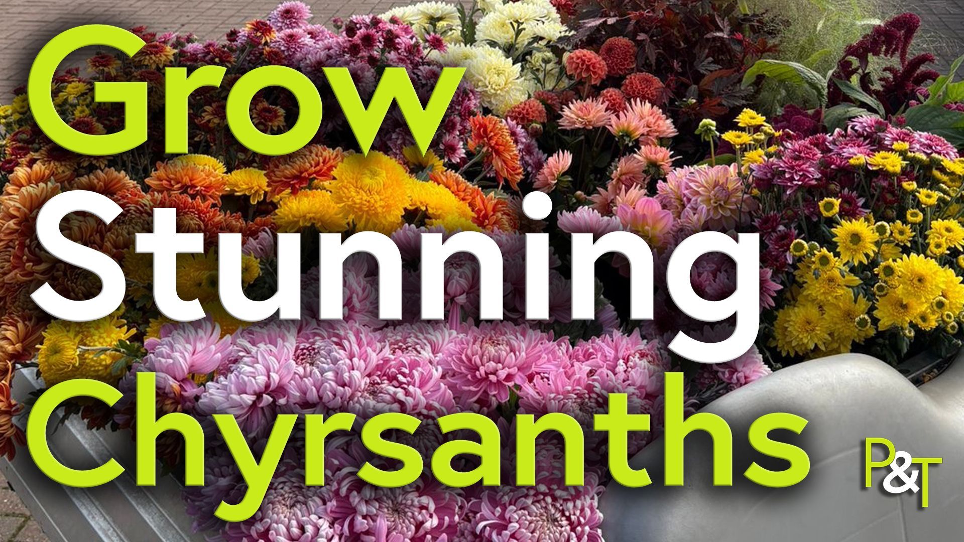 a variety of different flowers in the back of a quad bike on the flower farm. The text Grow Stunning Chrysanths in green and white. 