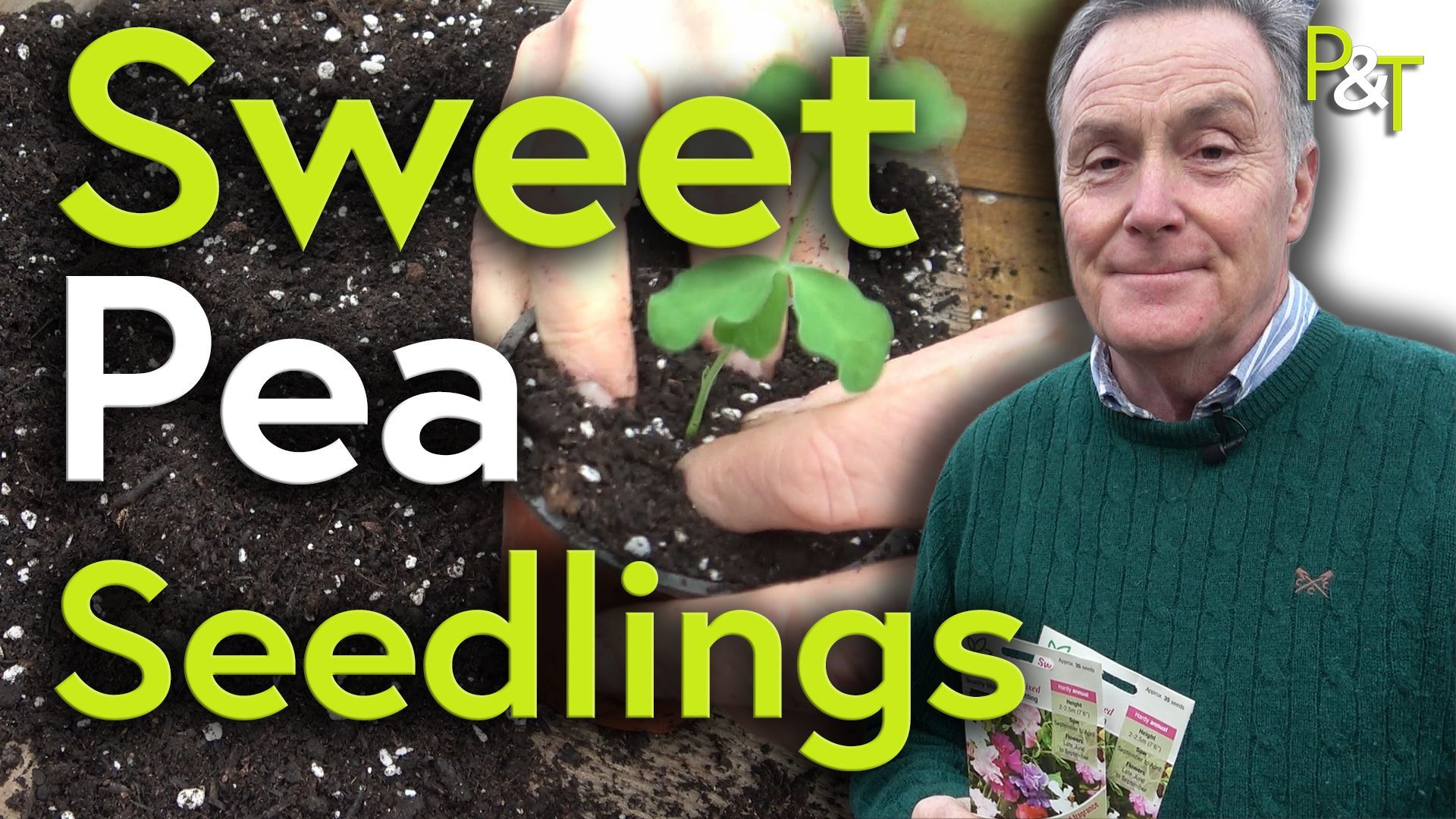 On the right Martin Fish stands in a greenhouse with packets of seeds in his hands looking at the camera. on the left there's a closeup of a sweet pea seedling in a pot behind firmed in by a pair of hands The large text Sweet Pea Seedlings in green and white over the top of this. 