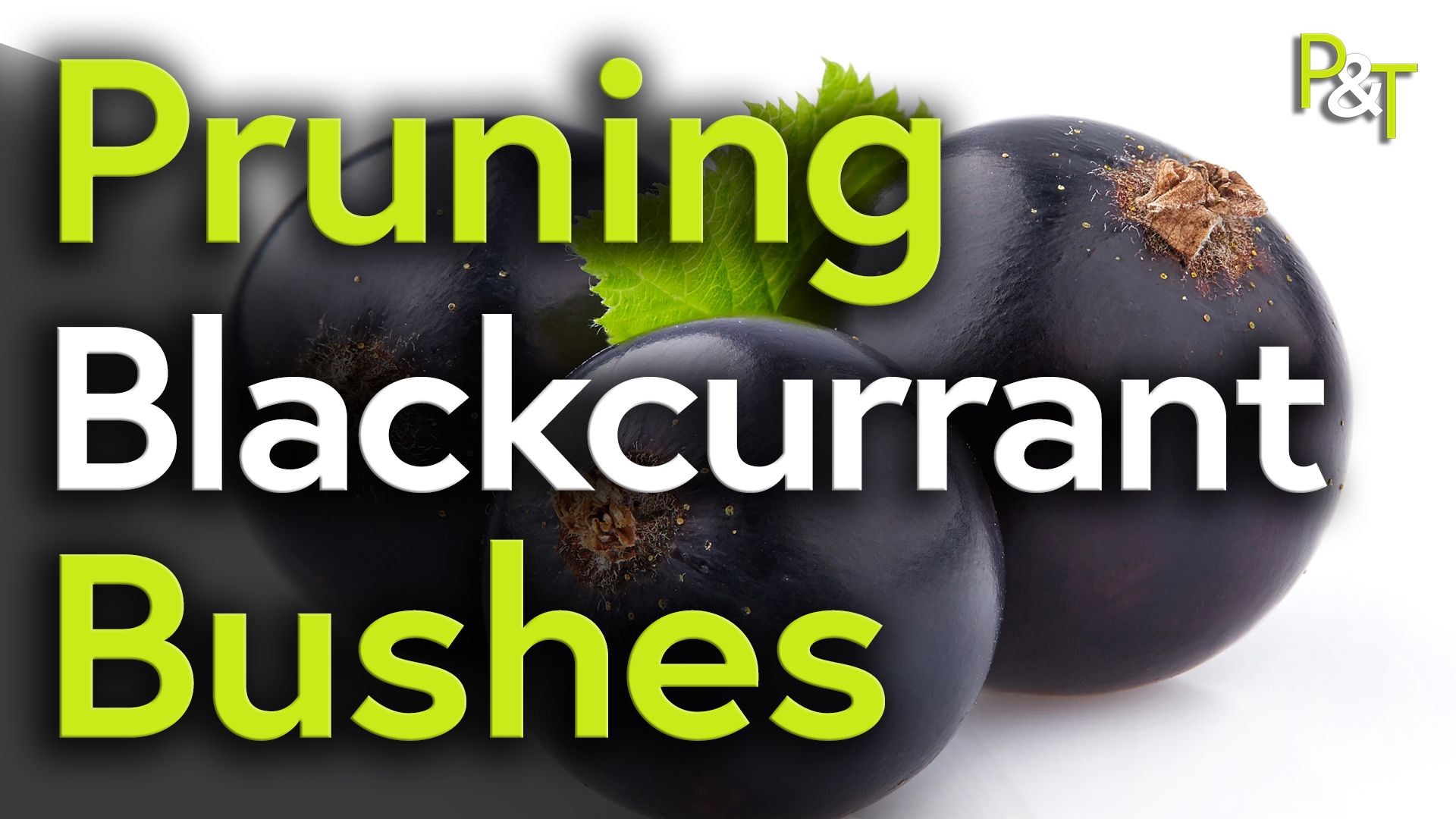 Closeup of blackcurrant berries on a white background (the berries are off to the left, there are three or four of them) over the top of the berries is the text Pruning Blackcurrant Bushes in green and white.