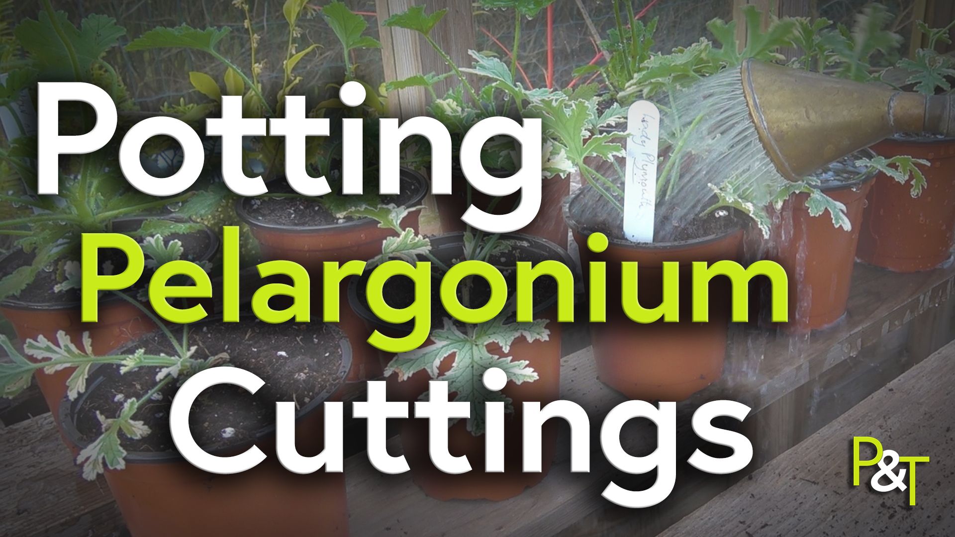 Background of a shelf in the greenhouse with pelargonium plants in rows of brown plastic pots. there's the head of a watering can coming in from the left and it's spraying water over one of the plants, the pot has a prominent white label sticking out of it. Over all of this is the large white and green text saying Potting Pelargonium Cuttings 