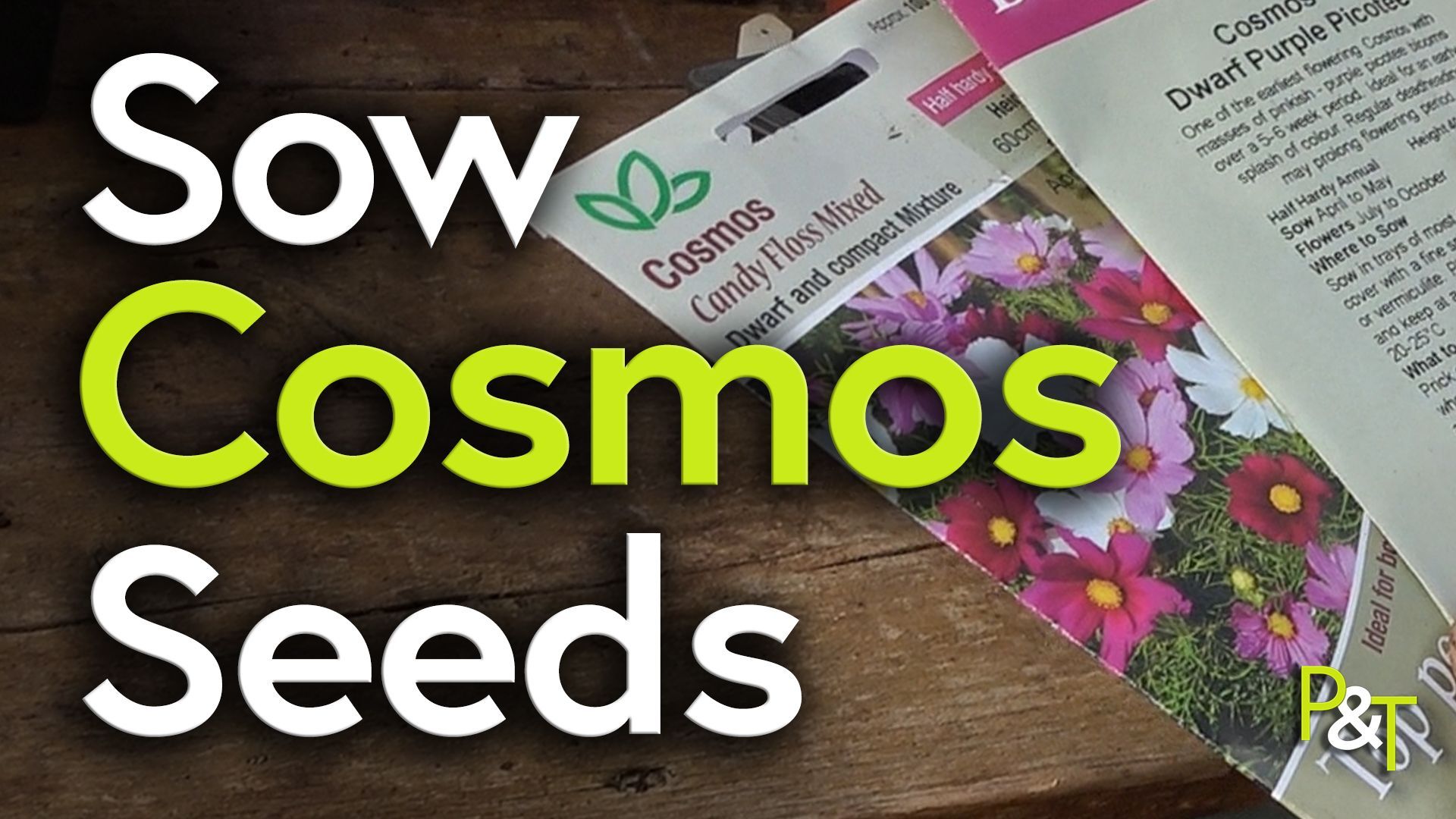 Packets of Kings Seeds Cosmos Candy Floss Mixed lie on a brown wooden potting bench on an angle. The text Sow Cosmos Seeds is over the top of the image and the text is white and green.