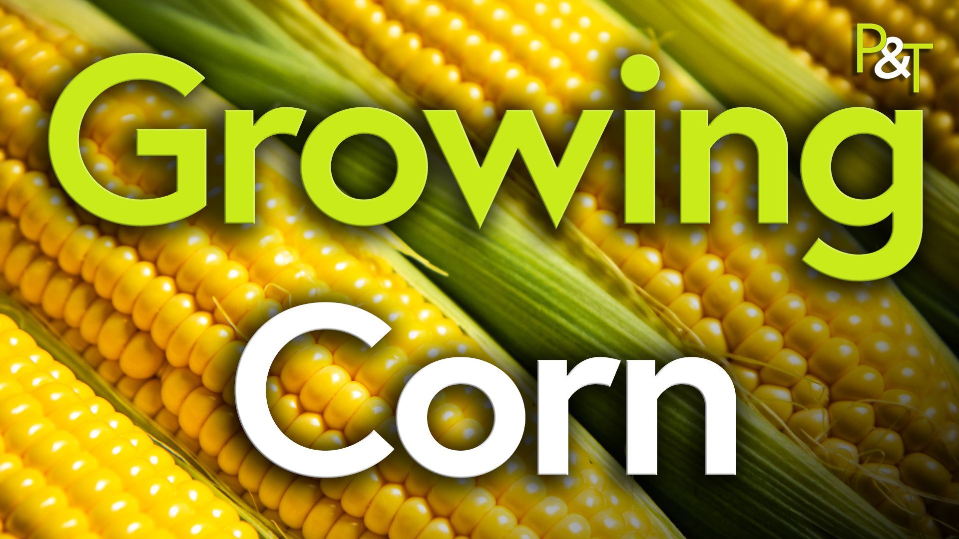 Closeup of yellow corn on the cob the text Growing Corn in green and white large text over the top