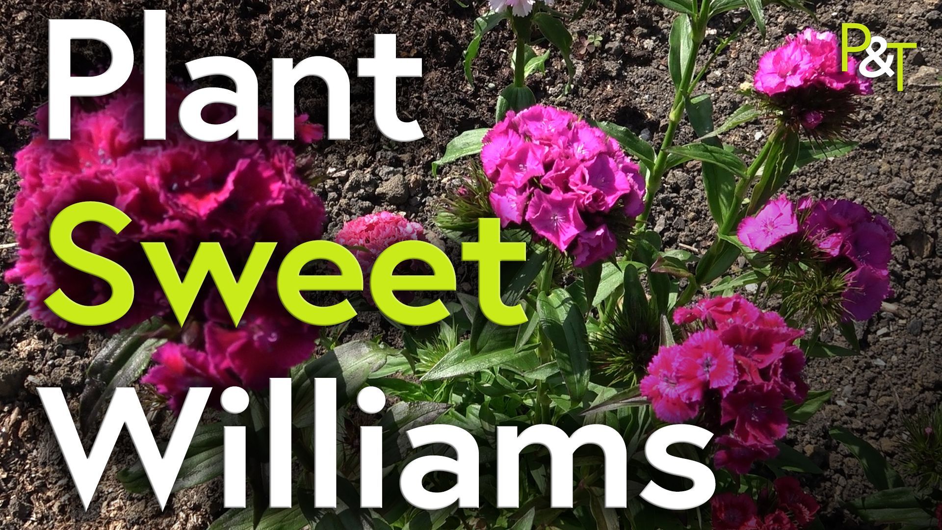 six or seven purple sweet William flowers dotted around a dark green background of leaves in the flower bed of a garden. The text Plant Sweet Williams is in green and white and almost fills the frame justified to the left.