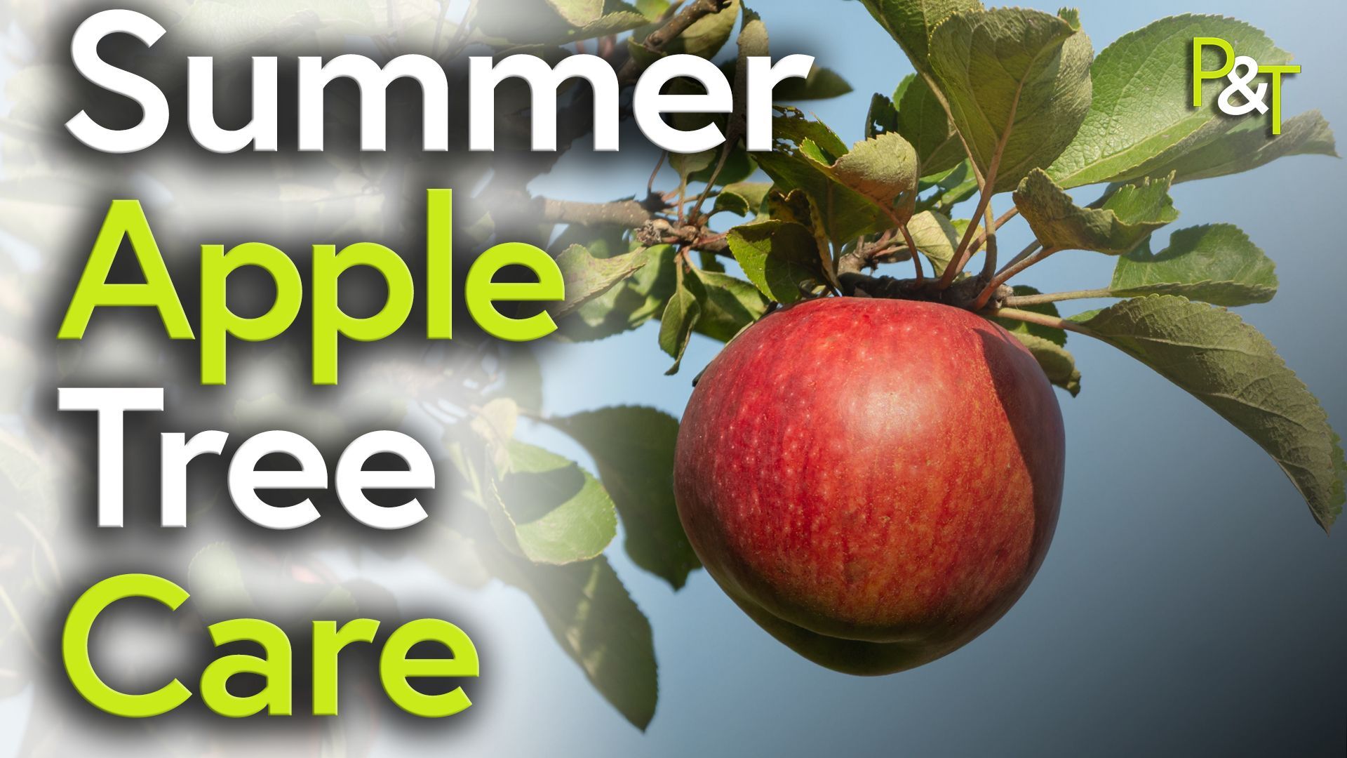 Close up of an apple tree branch with the tree off to the left and on the right there's blue sky - singled out is a single red apple and over the leaves and foliage on the left of frame are the words Summer Apple Tree Care in green and white.